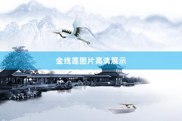 金线莲图片高清展示